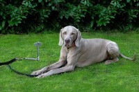 PetPeg  2.0 Bodenanker für Haustiere